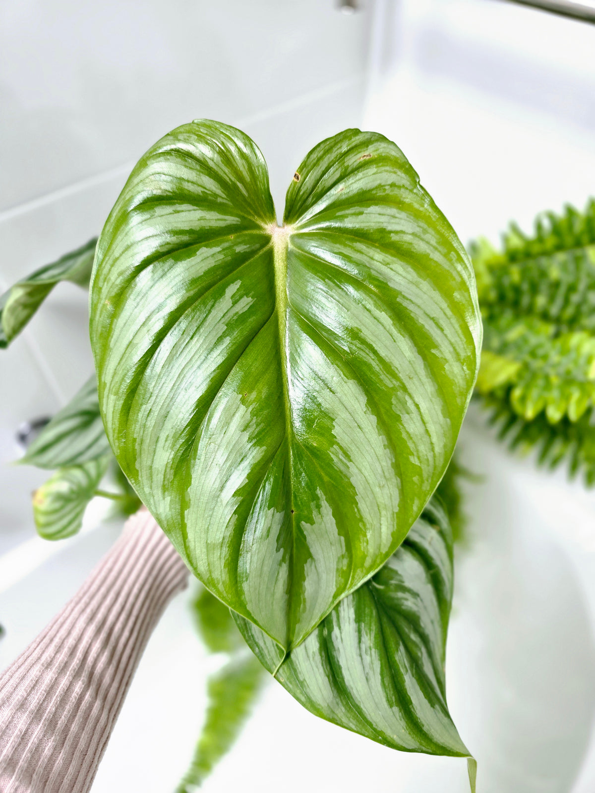 Philodendron plowmanii 'Round Form' - 140mm