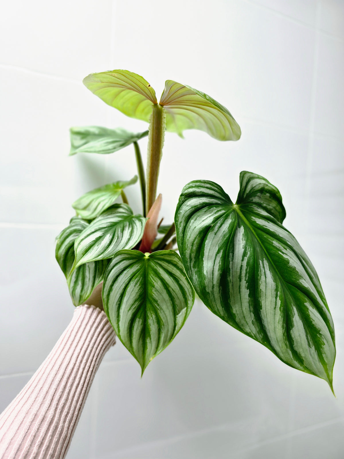 Philodendron plowmanii 'Round Form' - 140mm