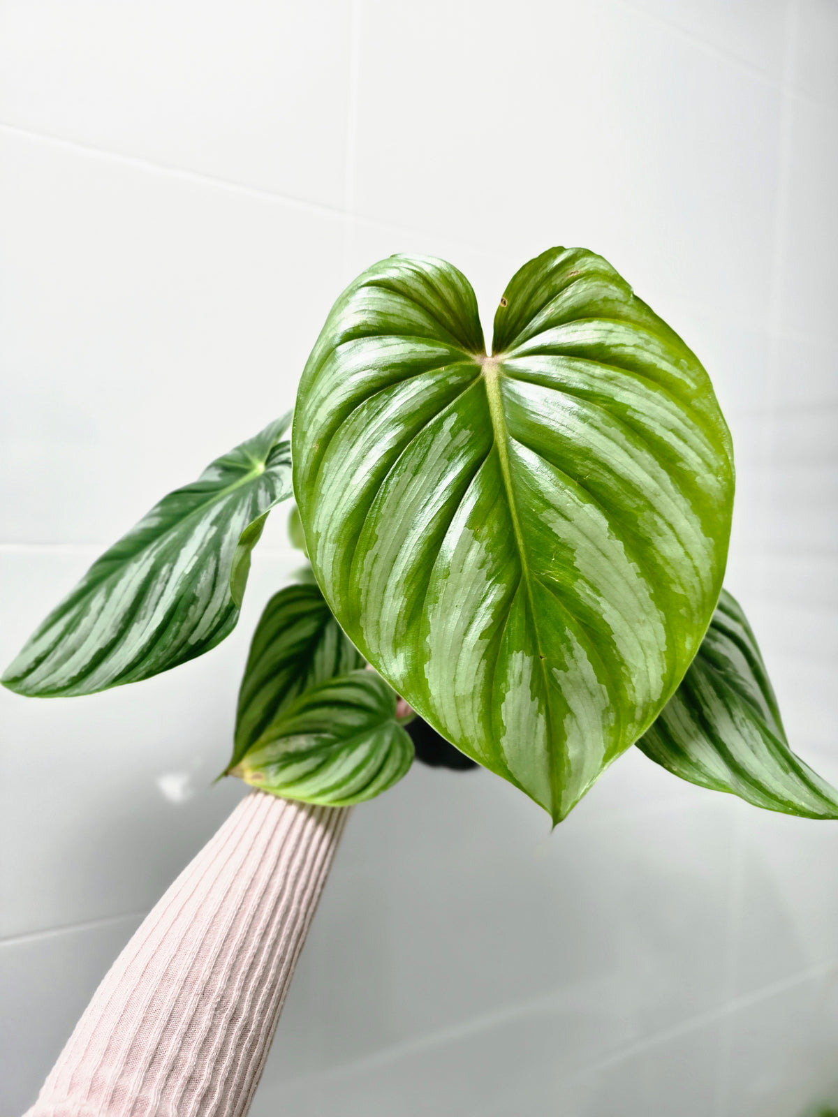Philodendron plowmanii 'Round Form' - 140mm