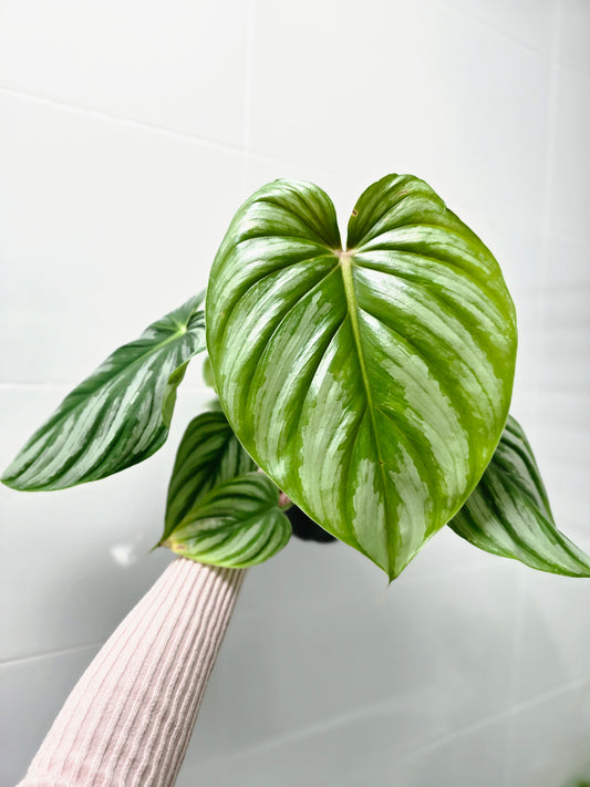 Philodendron plowmanii 'Round Form' - 140mm
