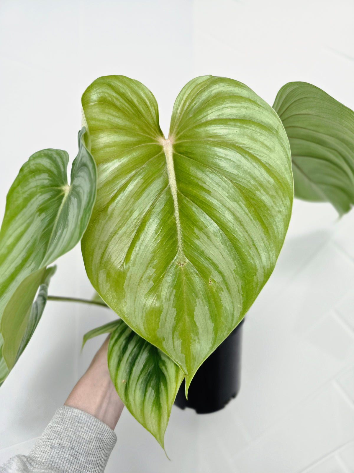 Philodendron plowmanii 'Round Form' - 140mm