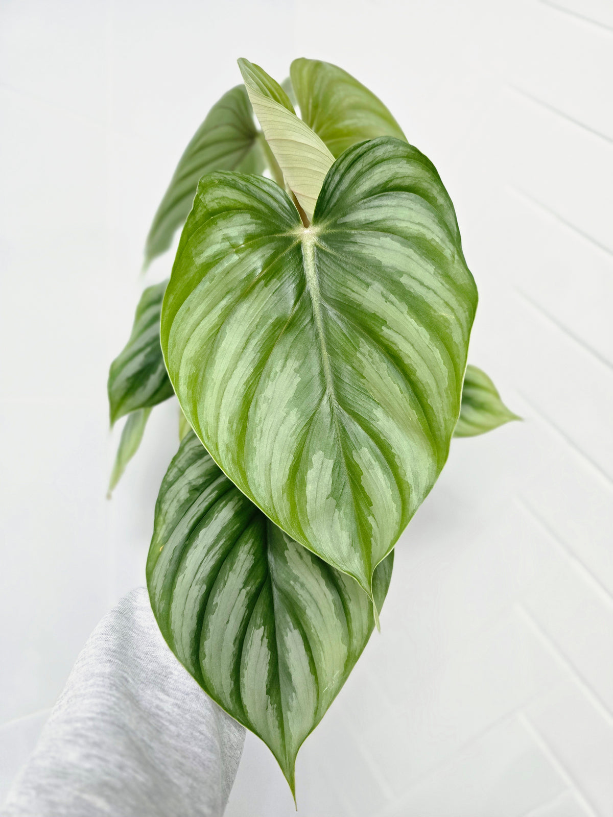 Philodendron plowmanii 'Round Form' - 140mm