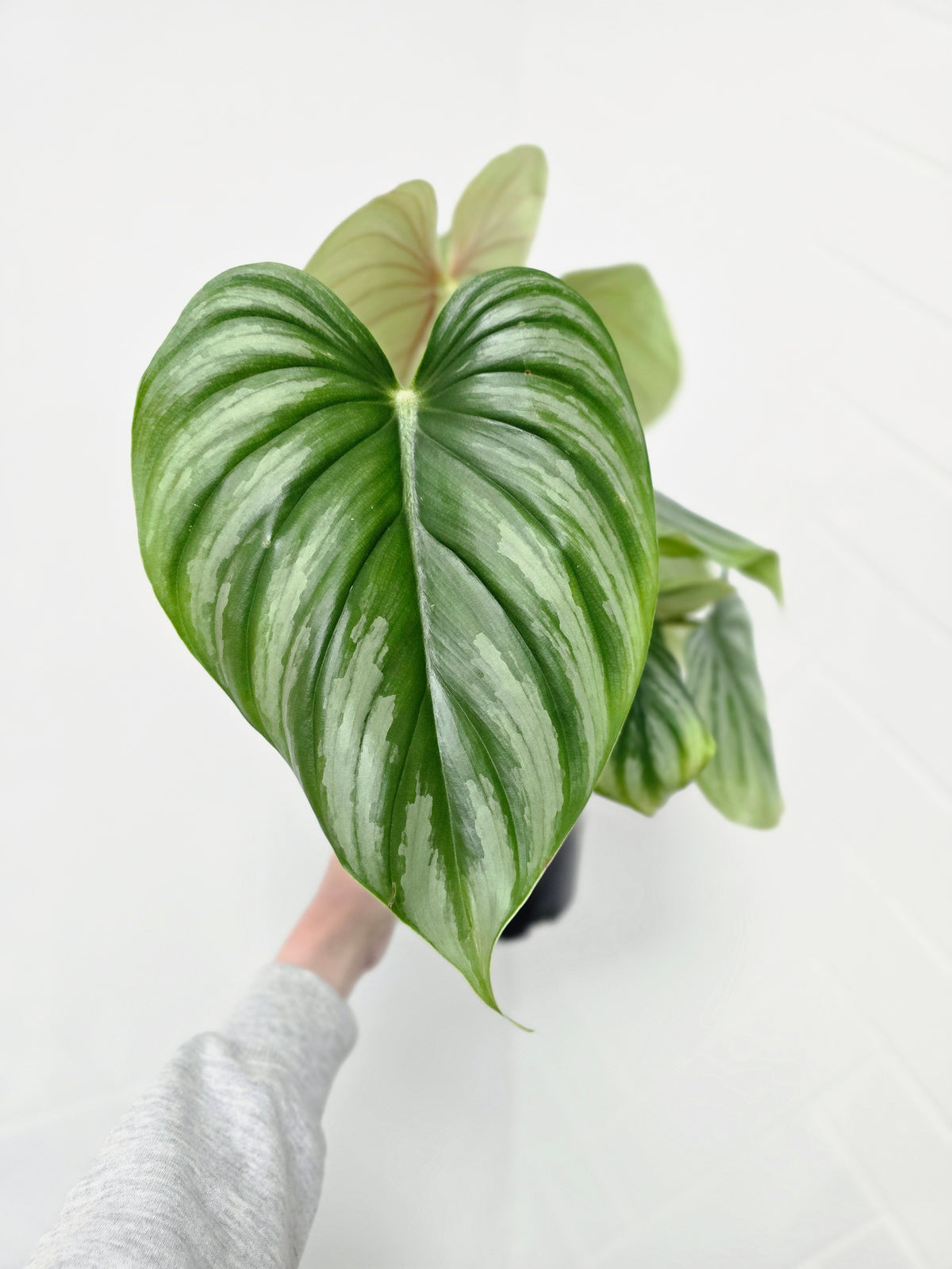 Philodendron plowmanii 'Round Form' - 140mm