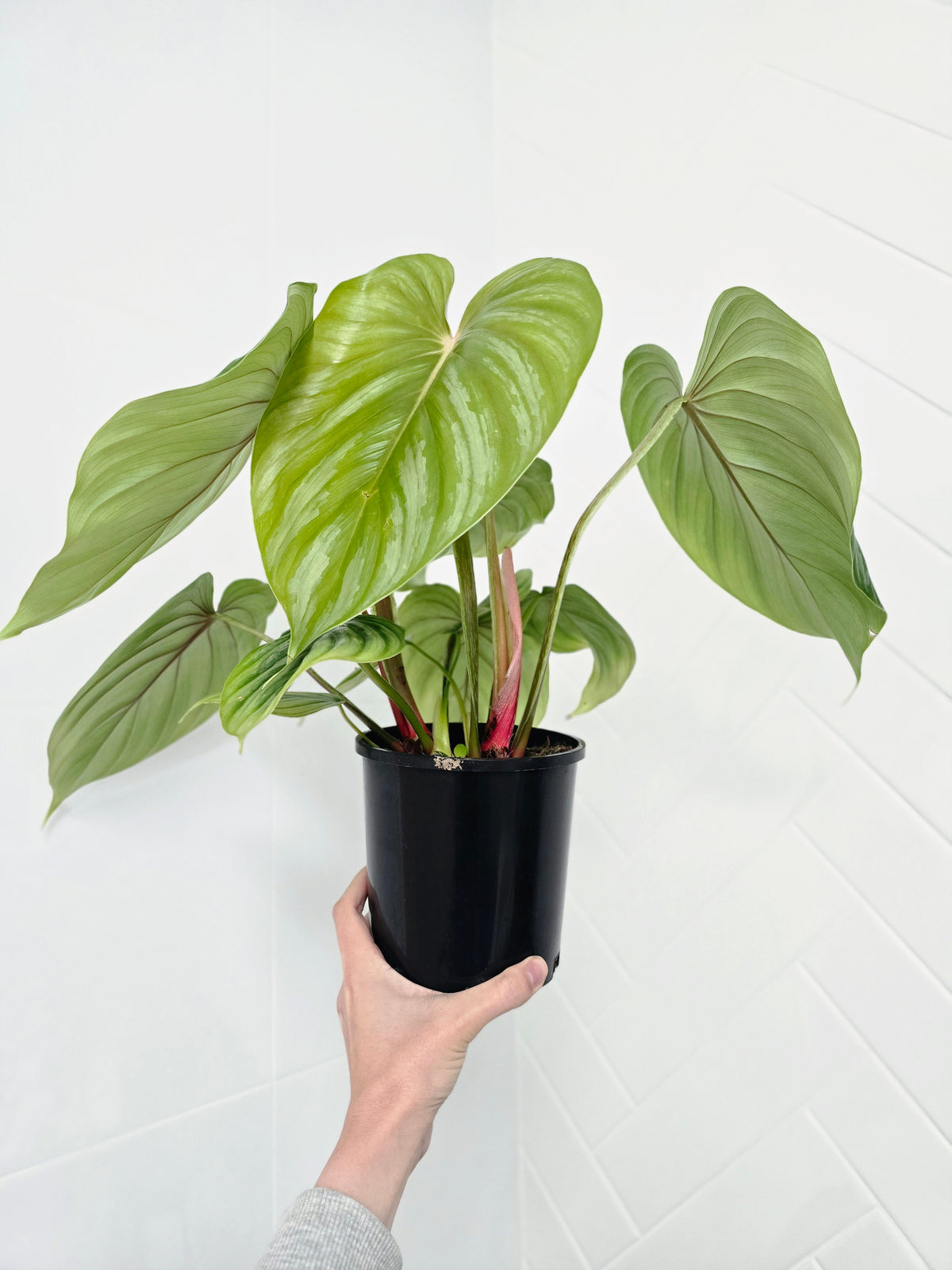Philodendron plowmanii 'Round Form' - 140mm