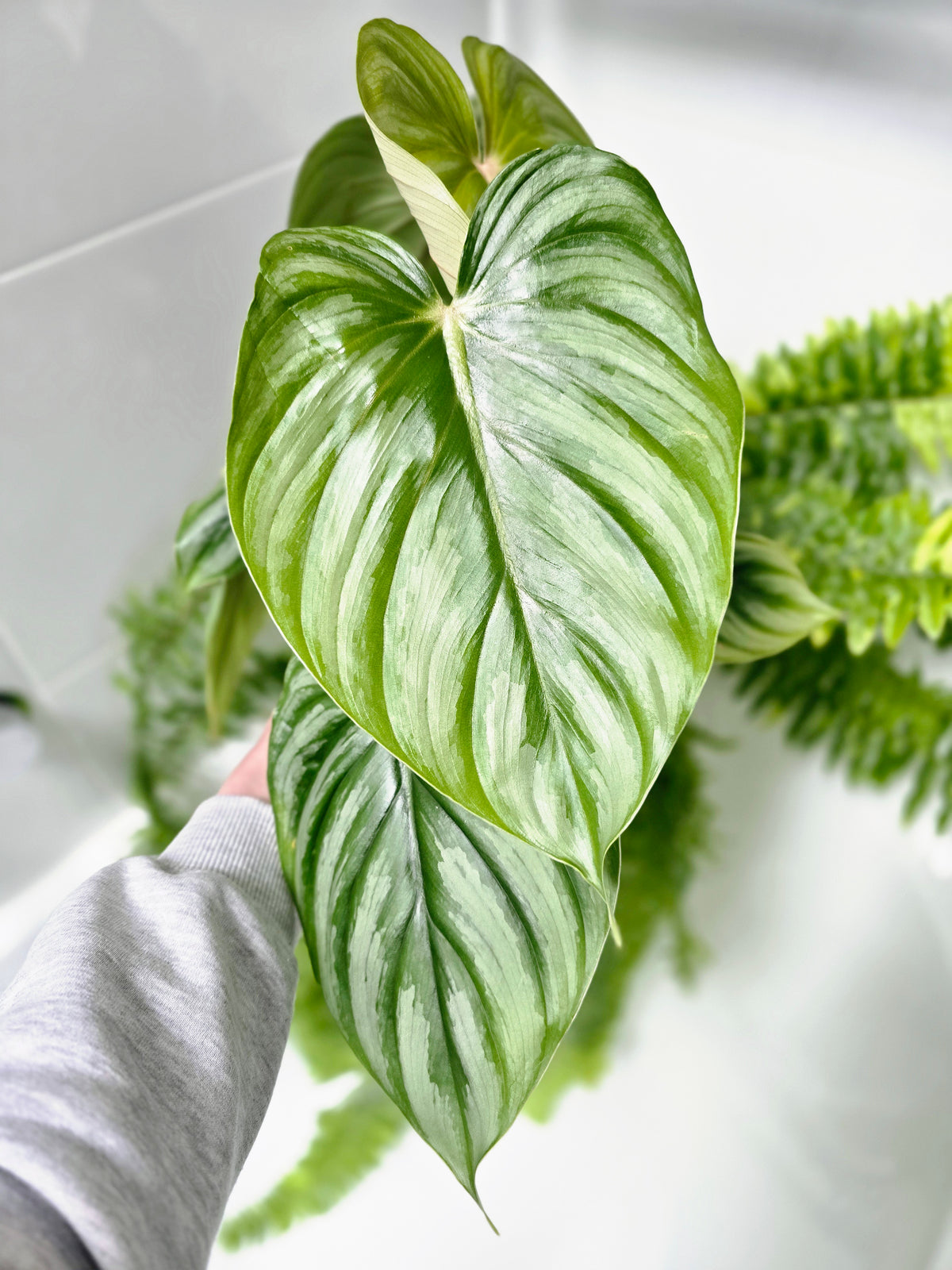 Philodendron plowmanii 'Round Form' - 140mm