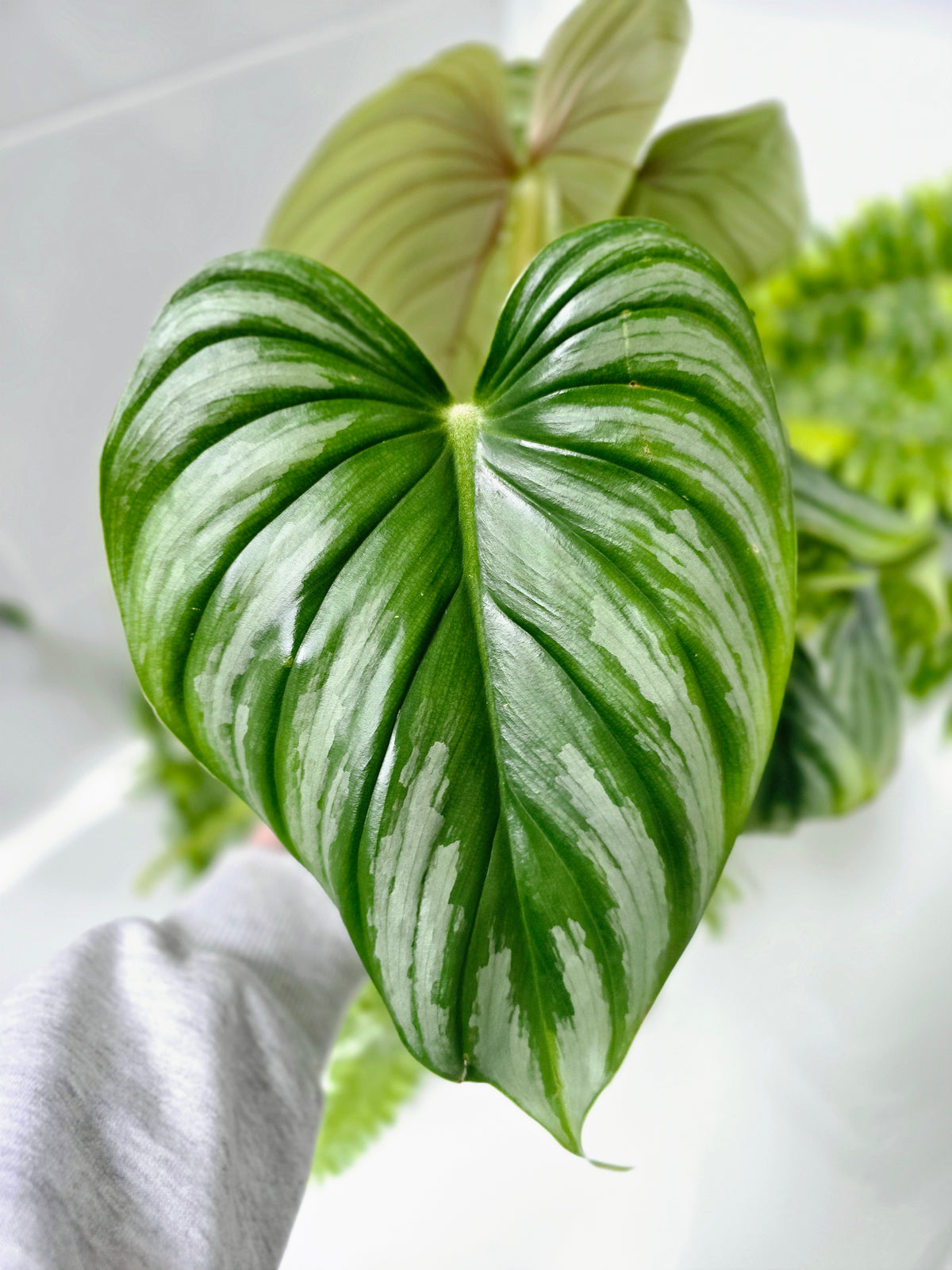 Philodendron plowmanii 'Round Form' - 140mm