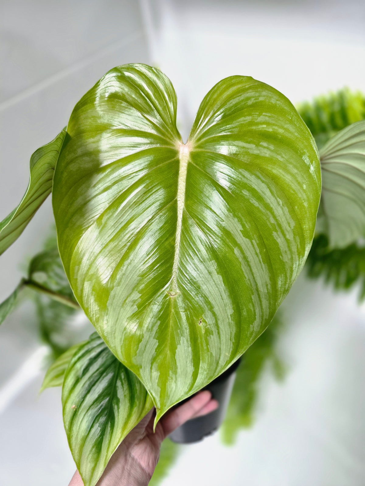 Philodendron plowmanii 'Round Form' - 140mm