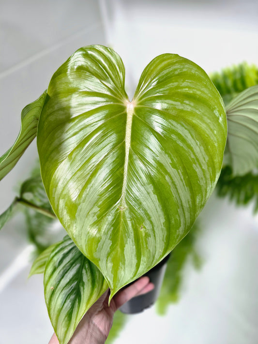 Philodendron plowmanii 'Round Form' - 140mm