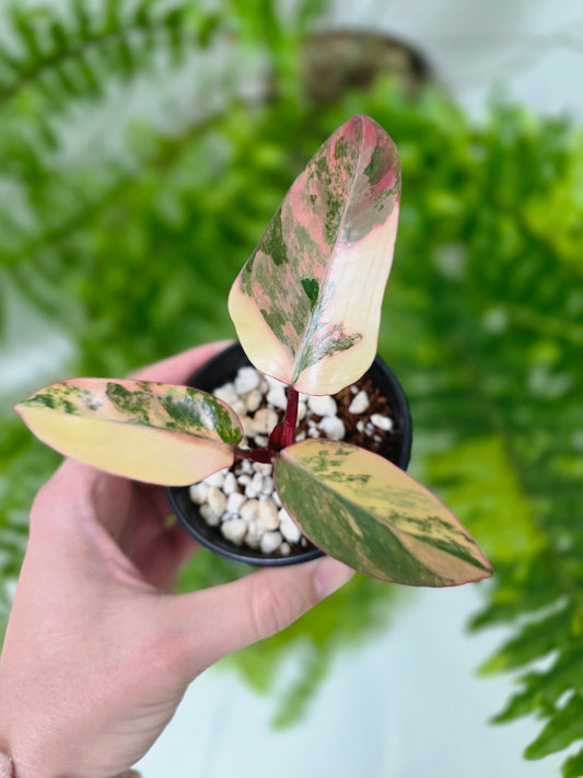 Philodendron erubescens 'Strawberry Shake' - 80mm