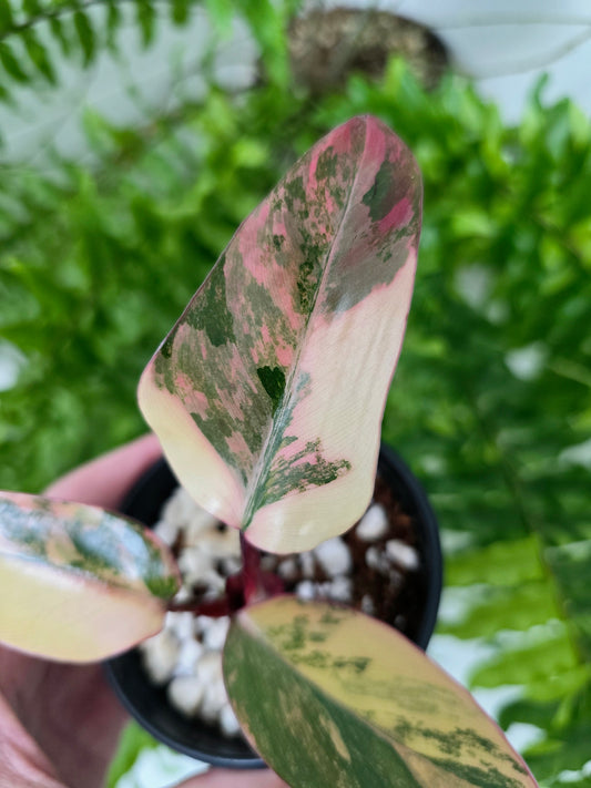 Philodendron erubescens 'Strawberry Shake' - 80mm