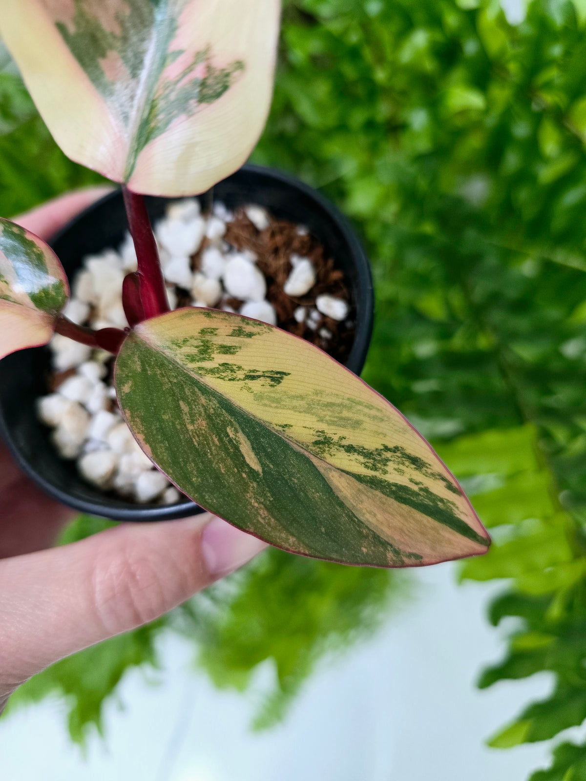 Philodendron erubescens 'Strawberry Shake' - 80mm