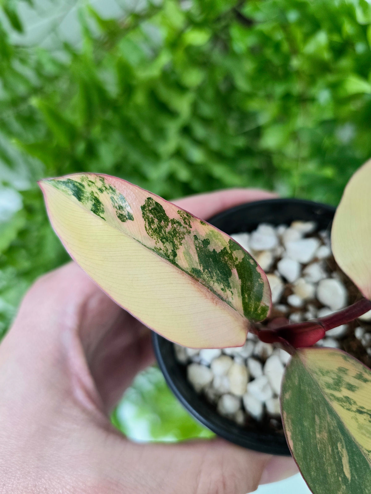 Philodendron erubescens 'Strawberry Shake' - 80mm
