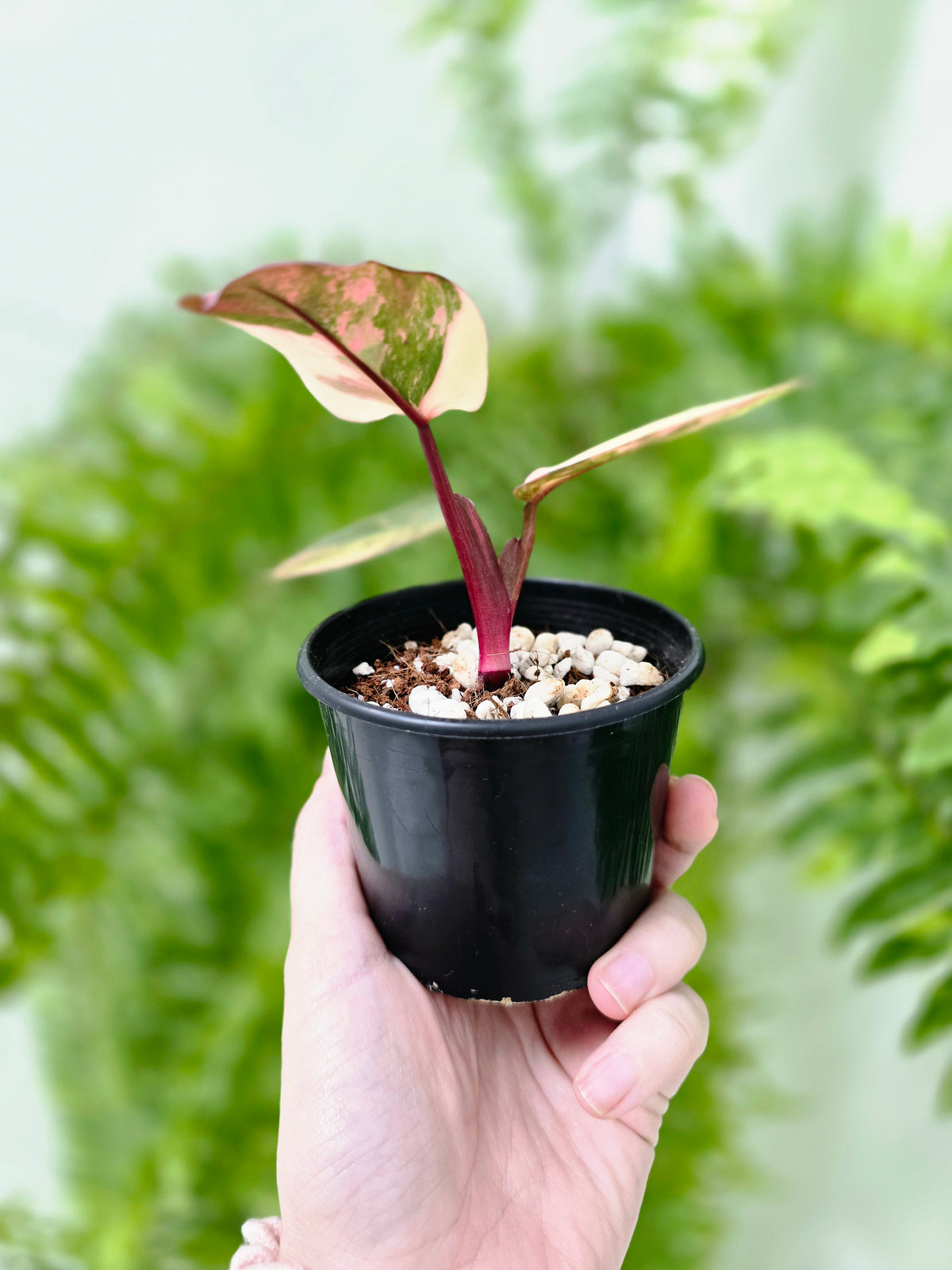 Philodendron erubescens 'Strawberry Shake' - 80mm