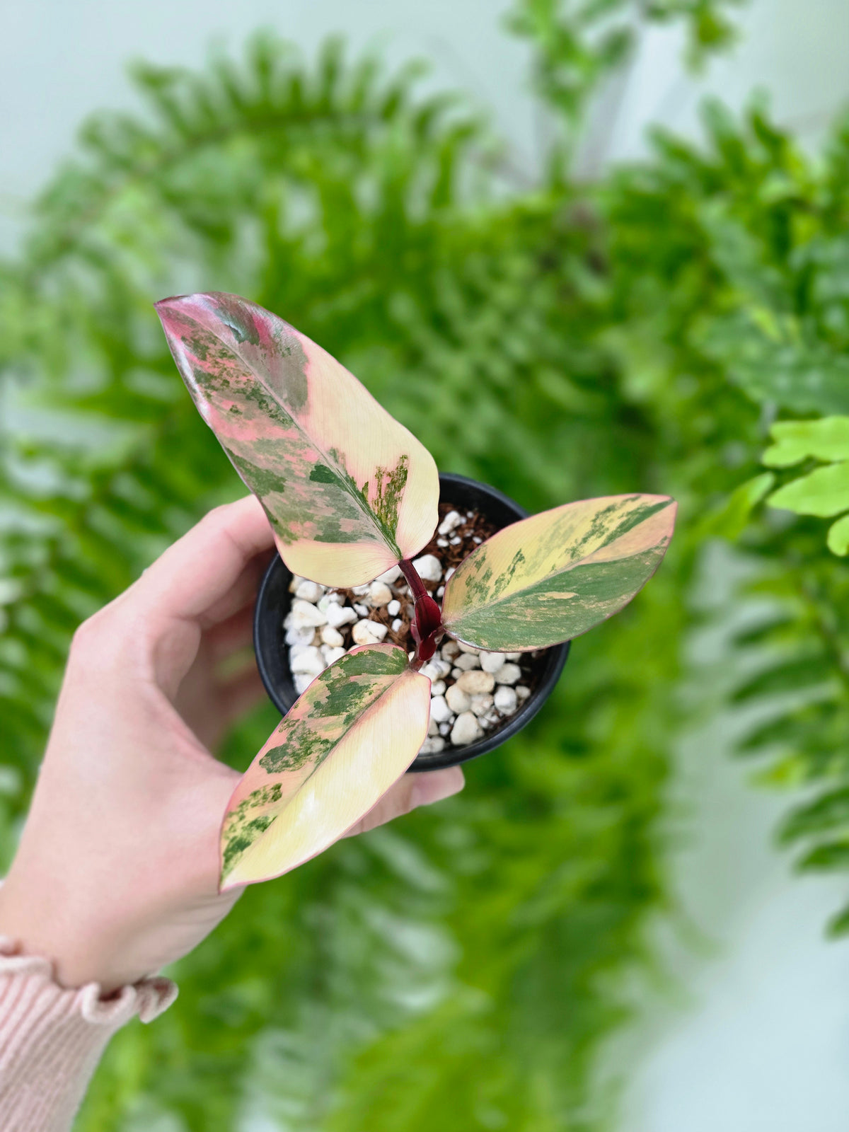 Philodendron erubescens 'Strawberry Shake' - 80mm