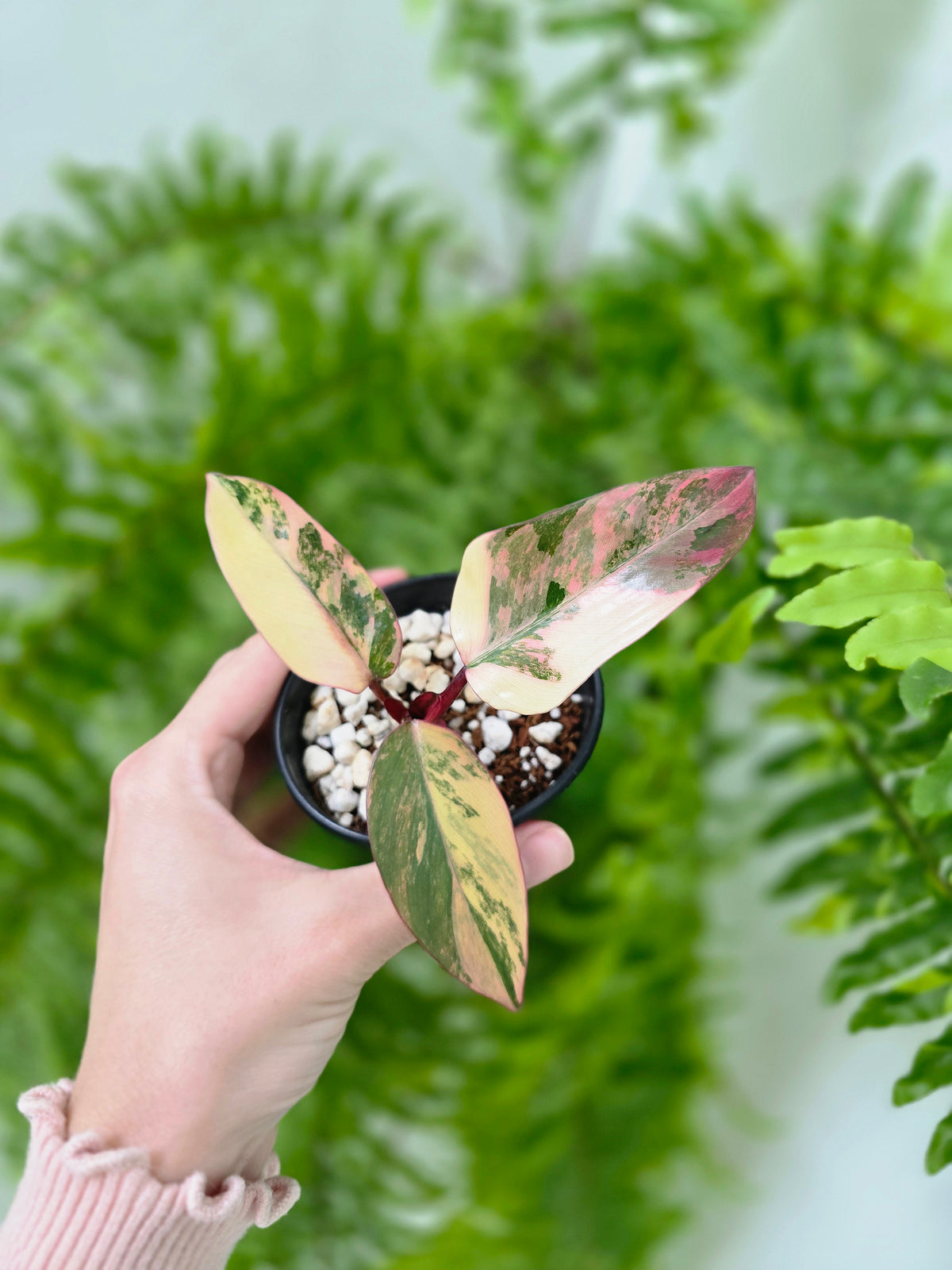 Philodendron erubescens 'Strawberry Shake' - 80mm