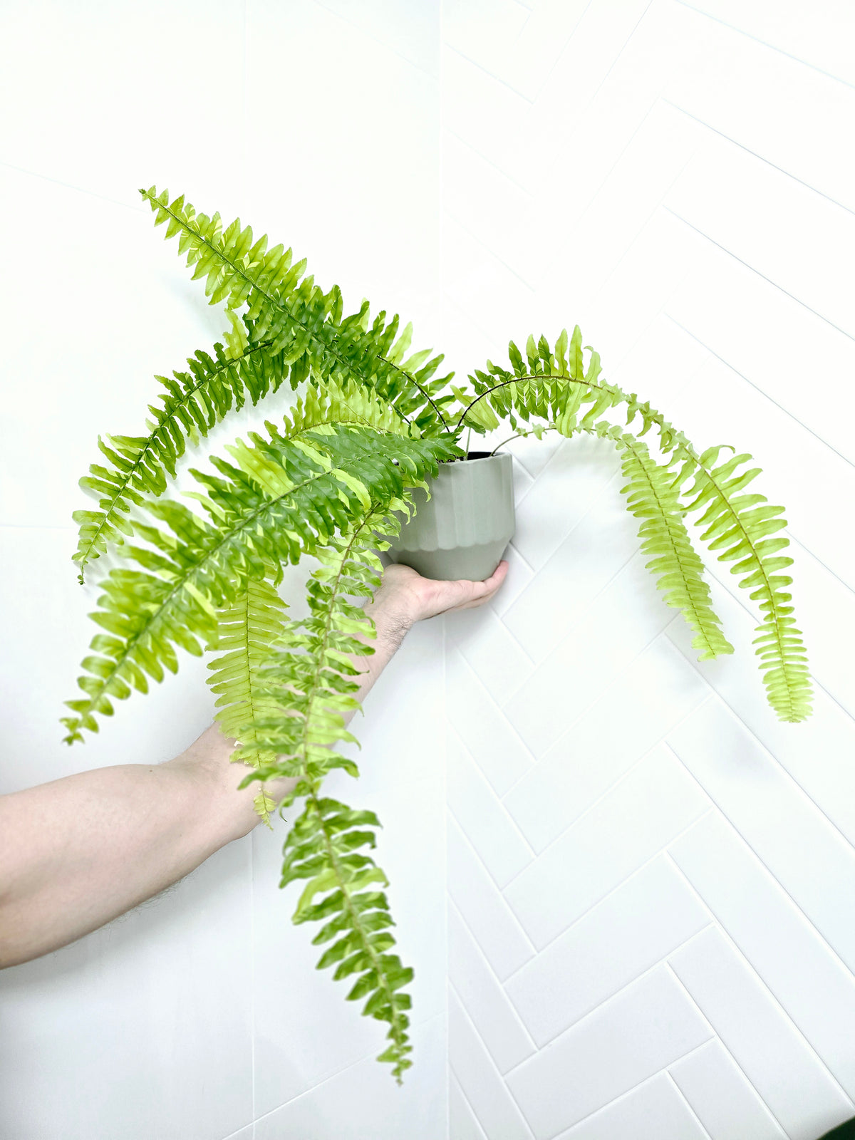 Nephrolepis exaltata 'Tiger Fern' - 125mm