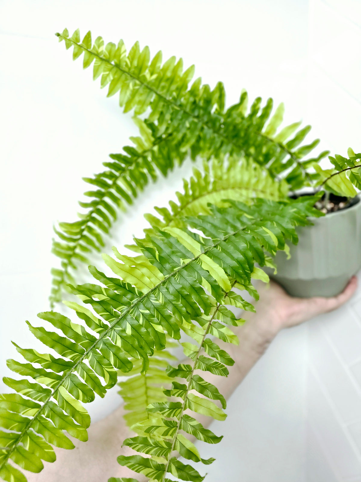 Nephrolepis exaltata 'Tiger Fern' - 125mm