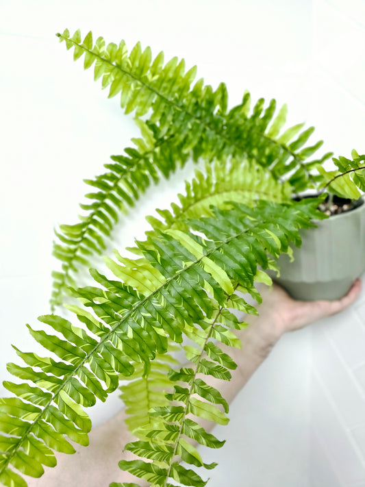 Nephrolepis exaltata 'Tiger Fern' - 125mm