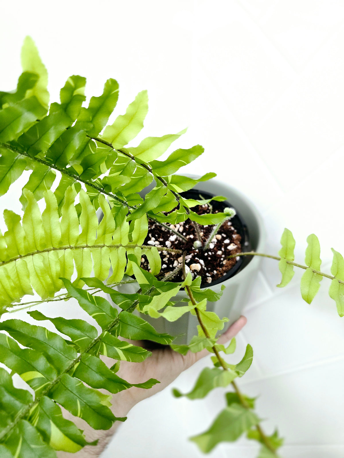 Nephrolepis exaltata 'Tiger Fern' - 125mm