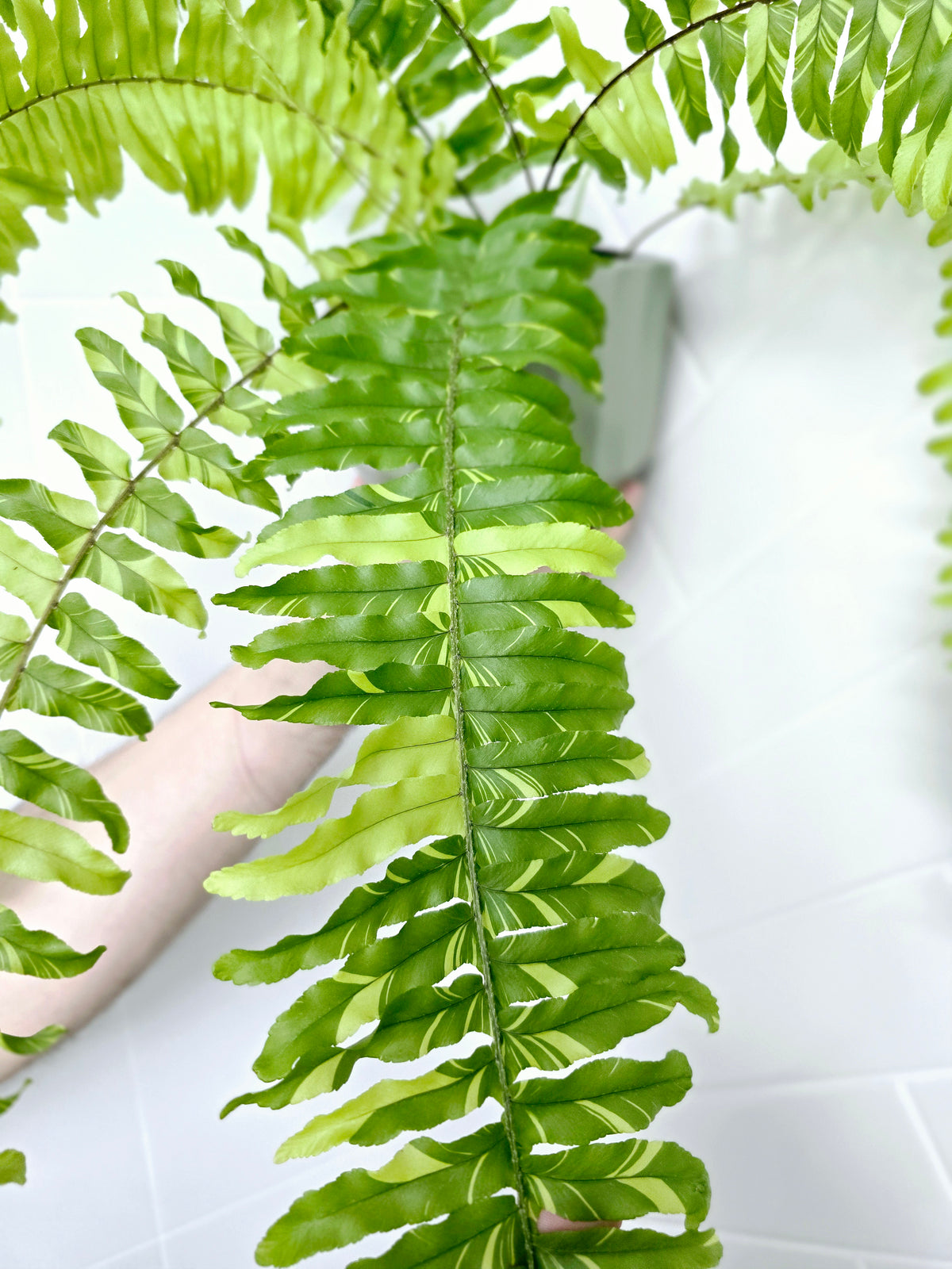 Nephrolepis exaltata 'Tiger Fern' - 125mm