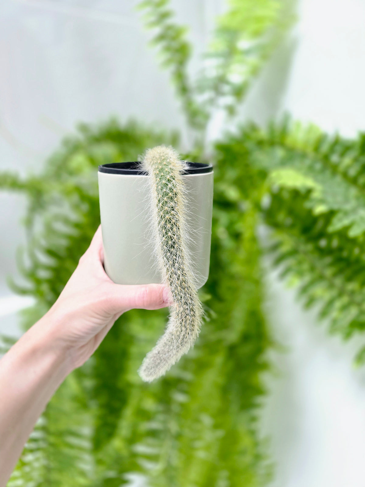Hildewintera colademononis (Monkey Tail Cactus) - 100mm
