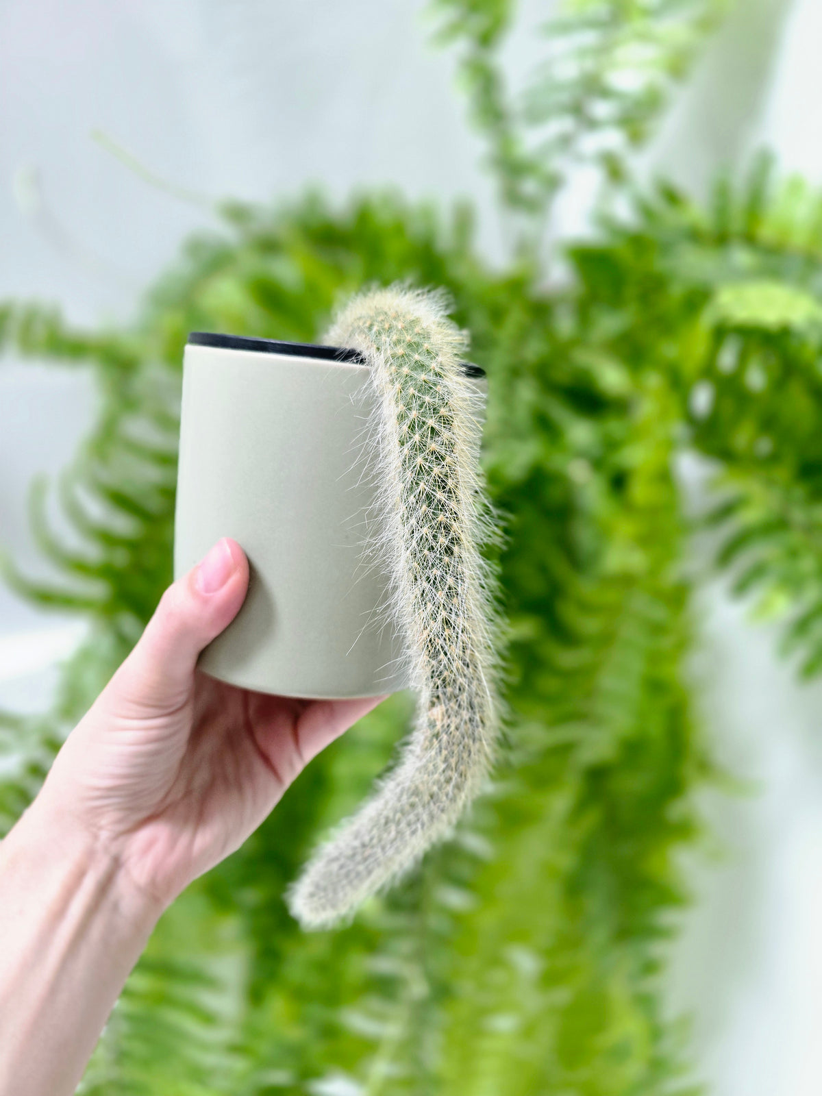 Hildewintera colademononis (Monkey Tail Cactus) - 100mm