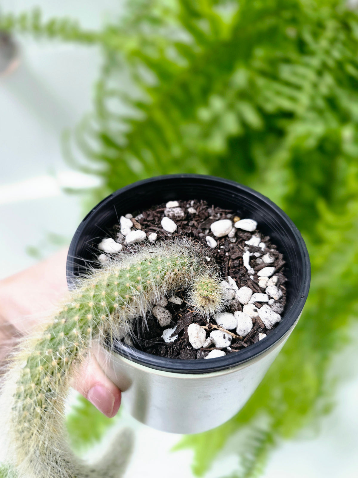 Hildewintera colademononis (Monkey Tail Cactus) - 100mm