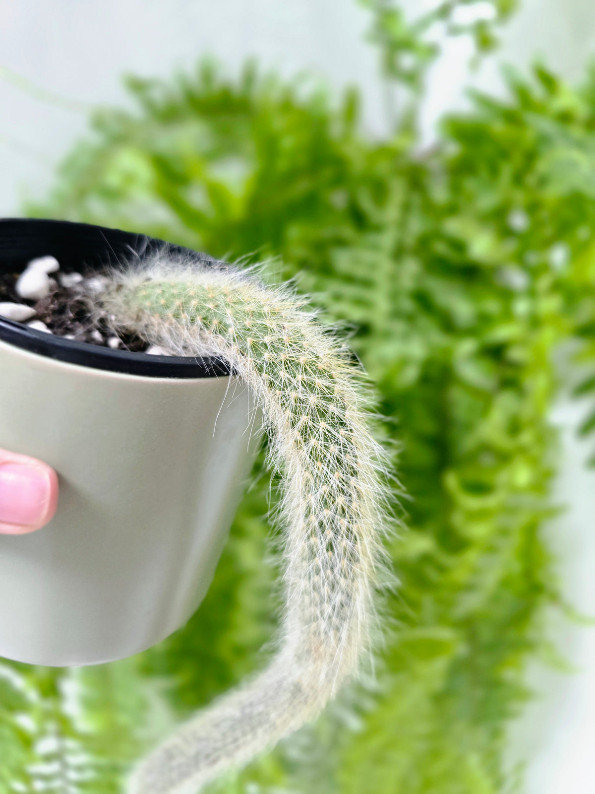 Hildewintera colademononis (Monkey Tail Cactus) - 100mm
