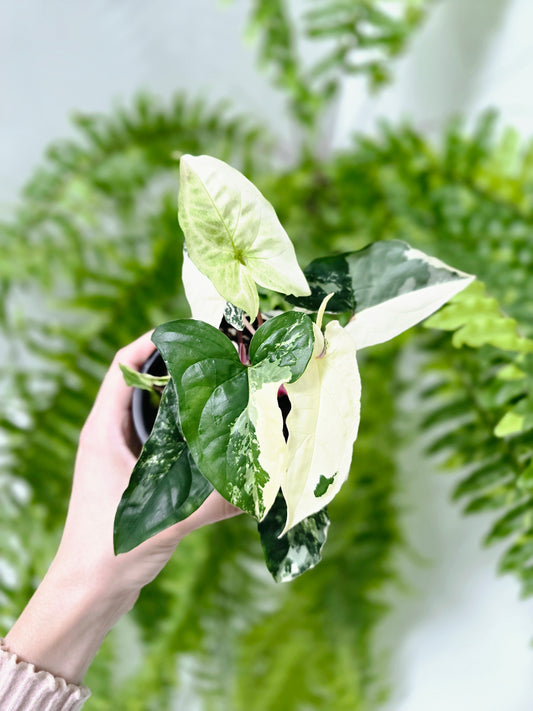 Syngonium podophyllum 'Fantasy' - 100mm