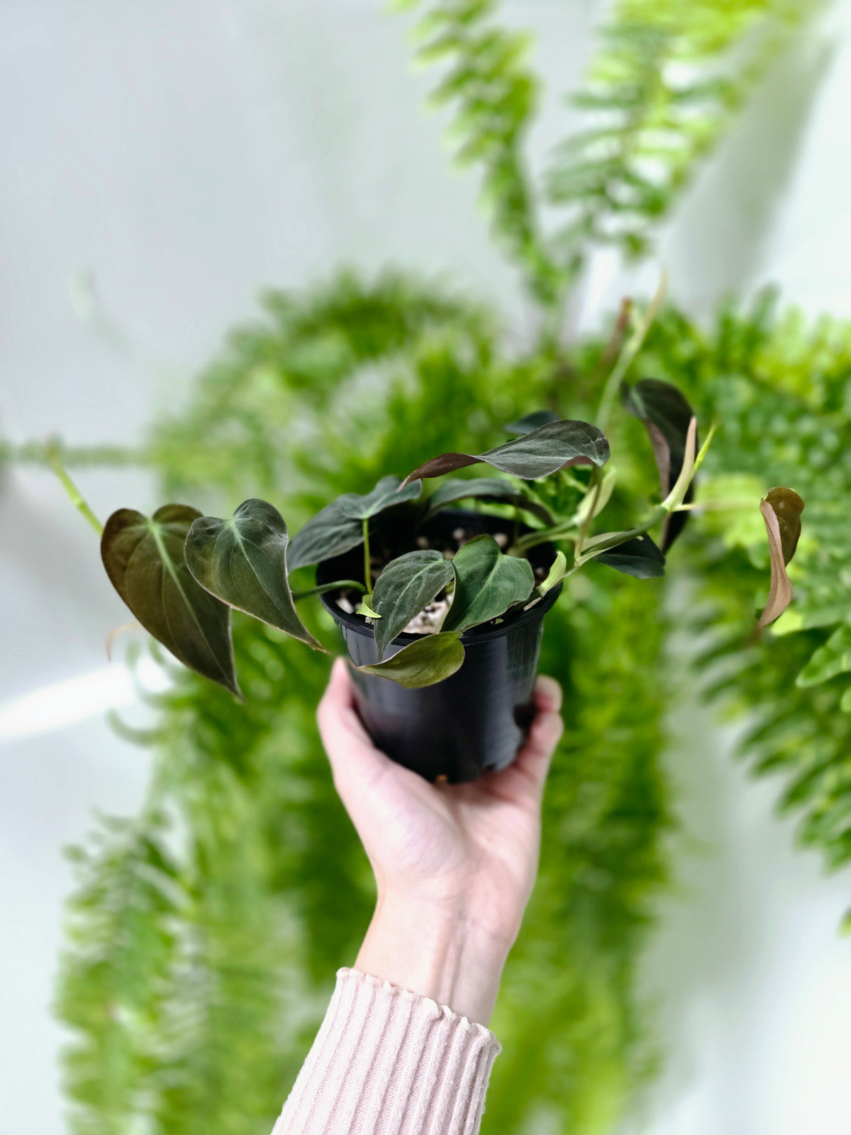 Philodendron hederaceum 'Micans' - 100mm