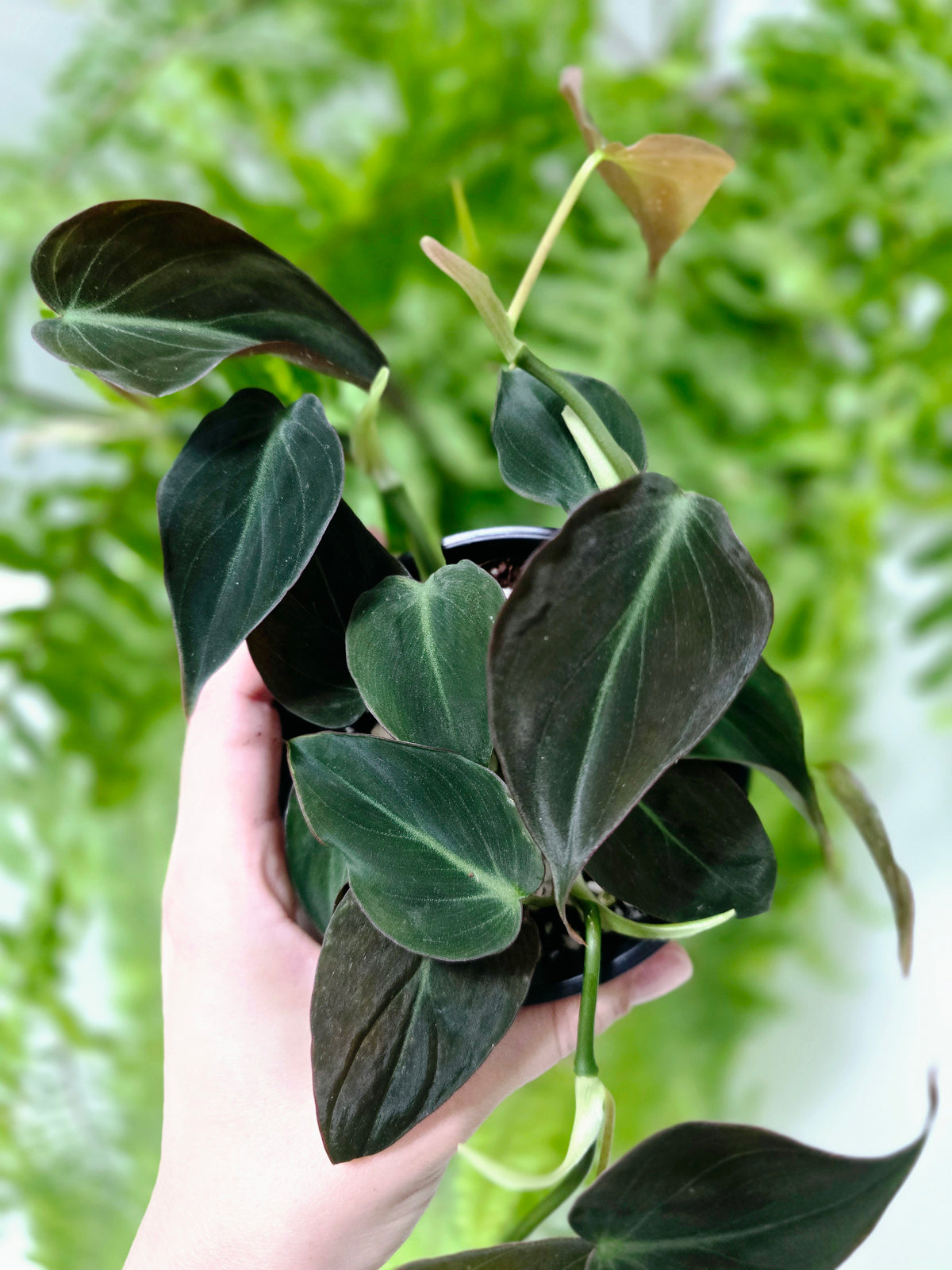 Philodendron hederaceum 'Micans' - 100mm