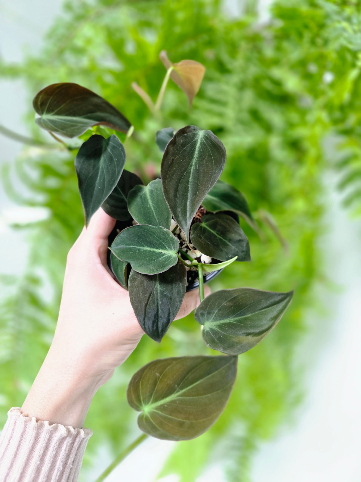 Philodendron hederaceum 'Micans' - 100mm