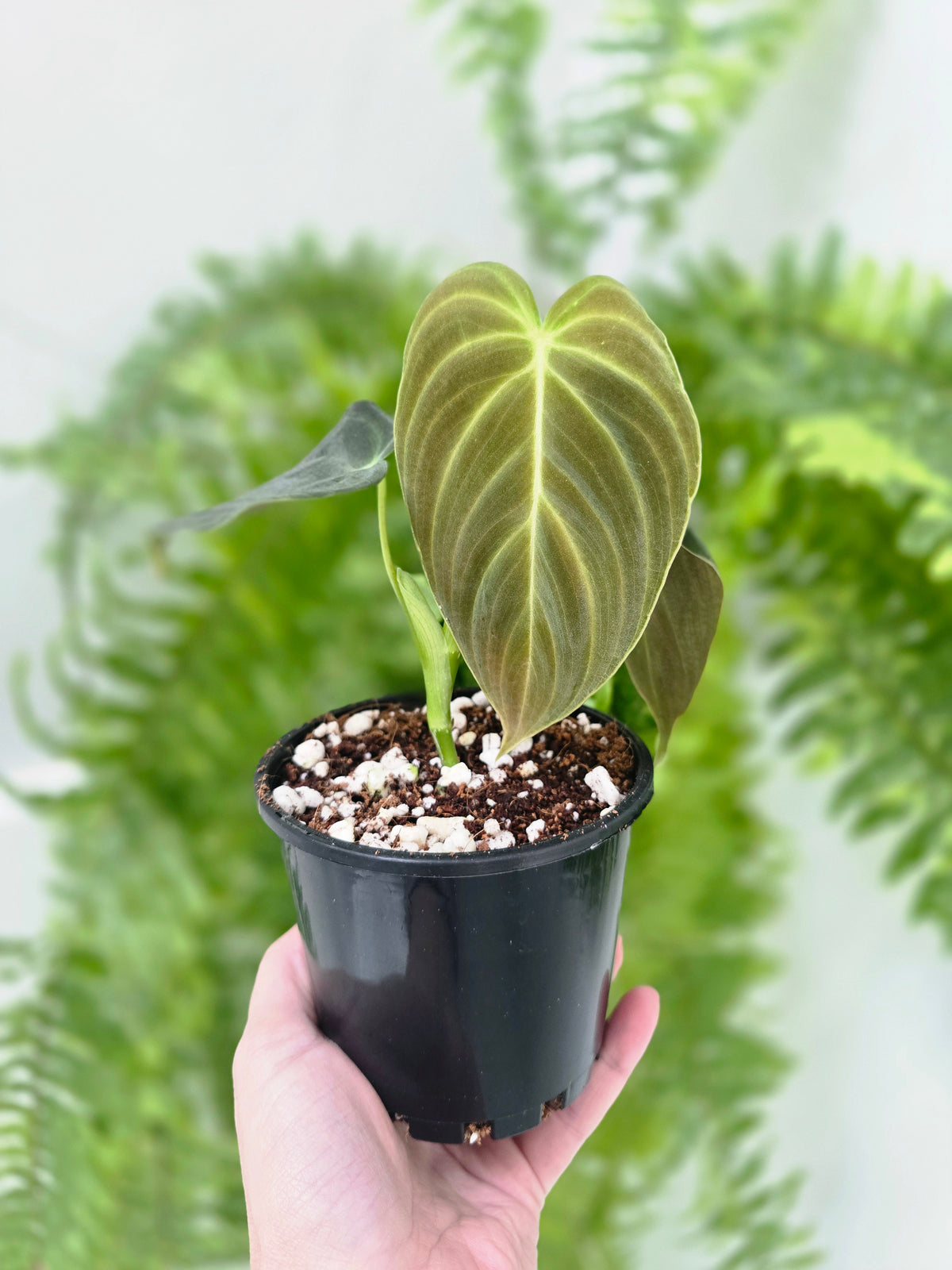 Philodendron 'Splendid' - 100mm
