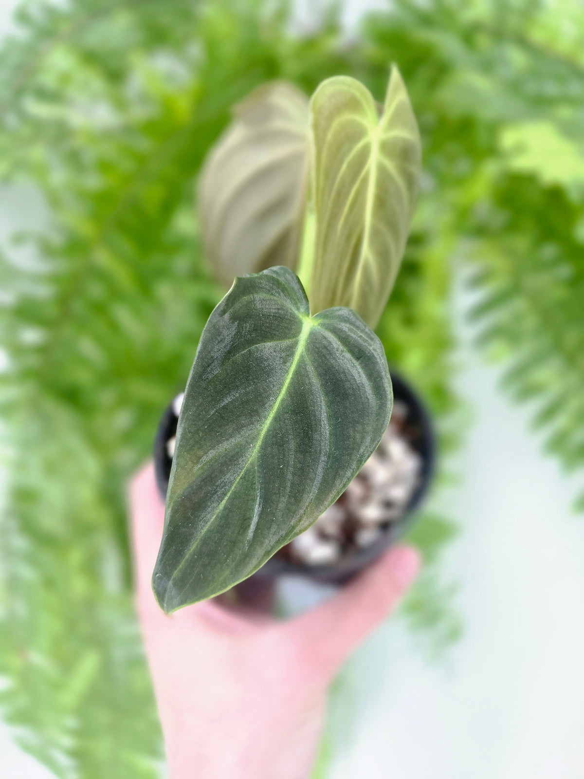 Philodendron 'Splendid' - 100mm