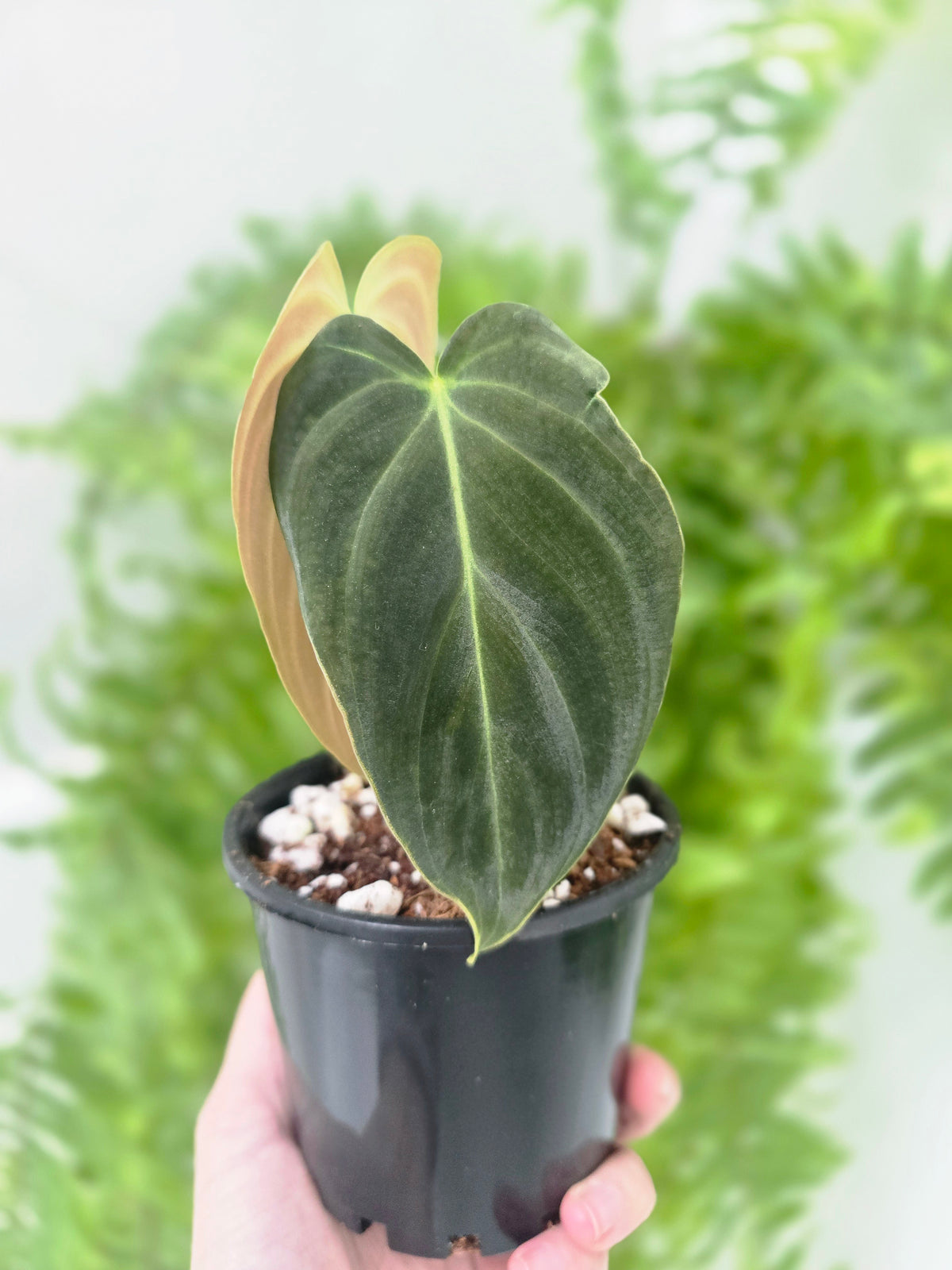 Philodendron 'Splendid' - 100mm