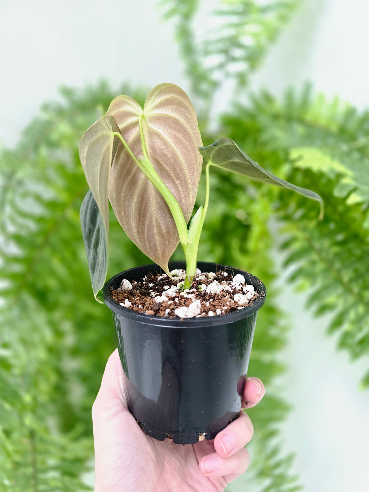 Philodendron 'Splendid' - 100mm