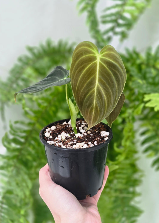 Philodendron 'Splendid' - 100mm