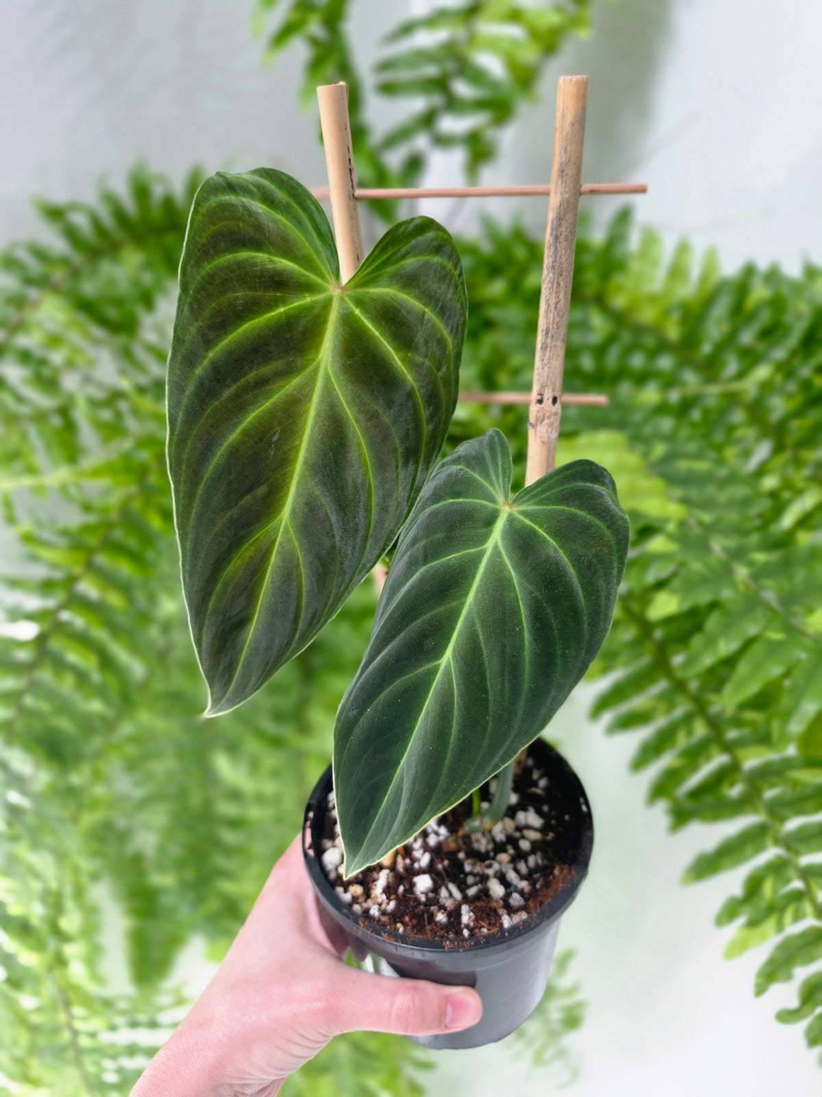 Philodendron 'Splendid' Ladder - 118mm