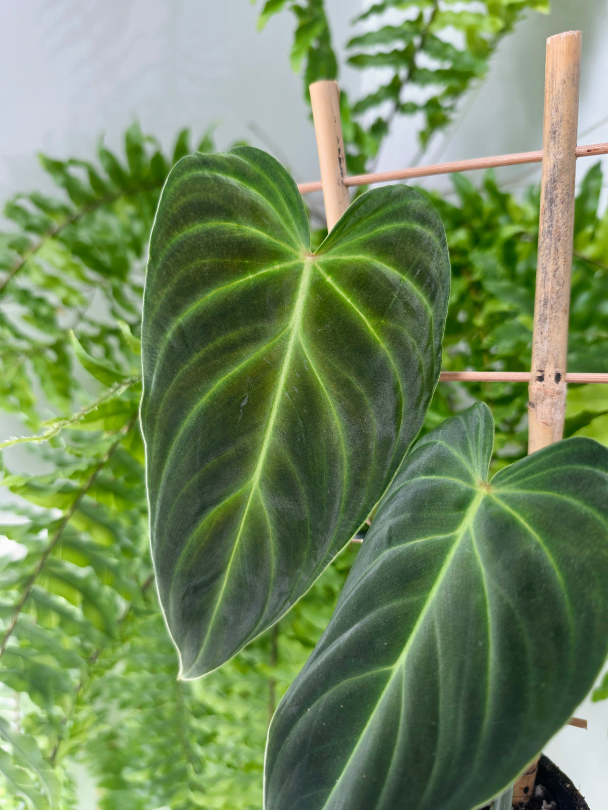 Philodendron 'Splendid' Ladder - 118mm