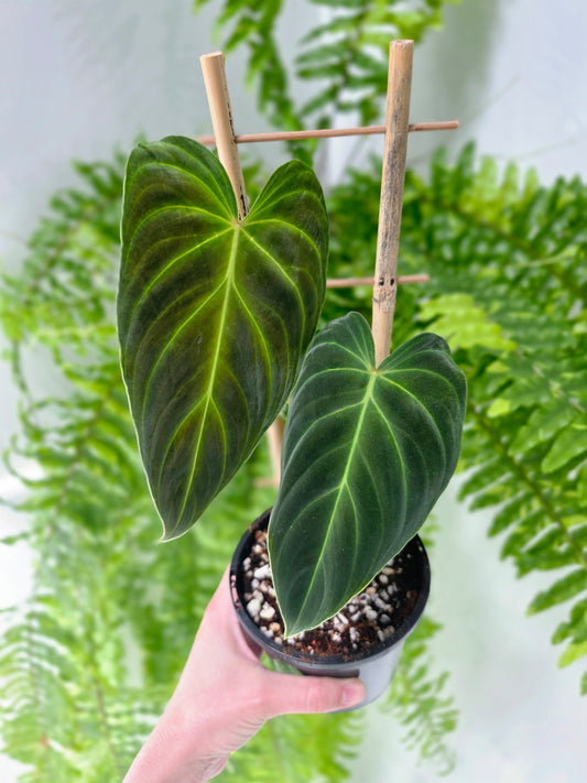 Philodendron 'Splendid' Ladder - 118mm
