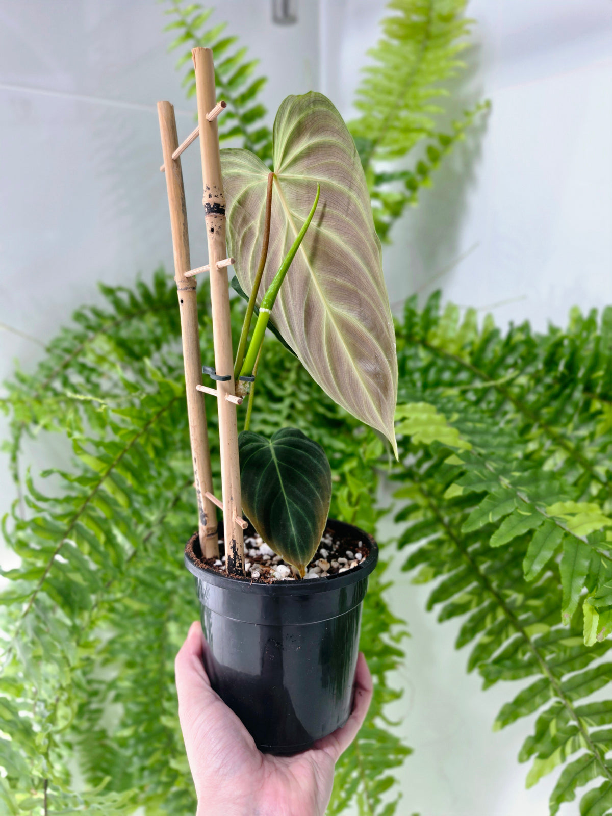 Philodendron 'Splendid' Ladder - 118mm