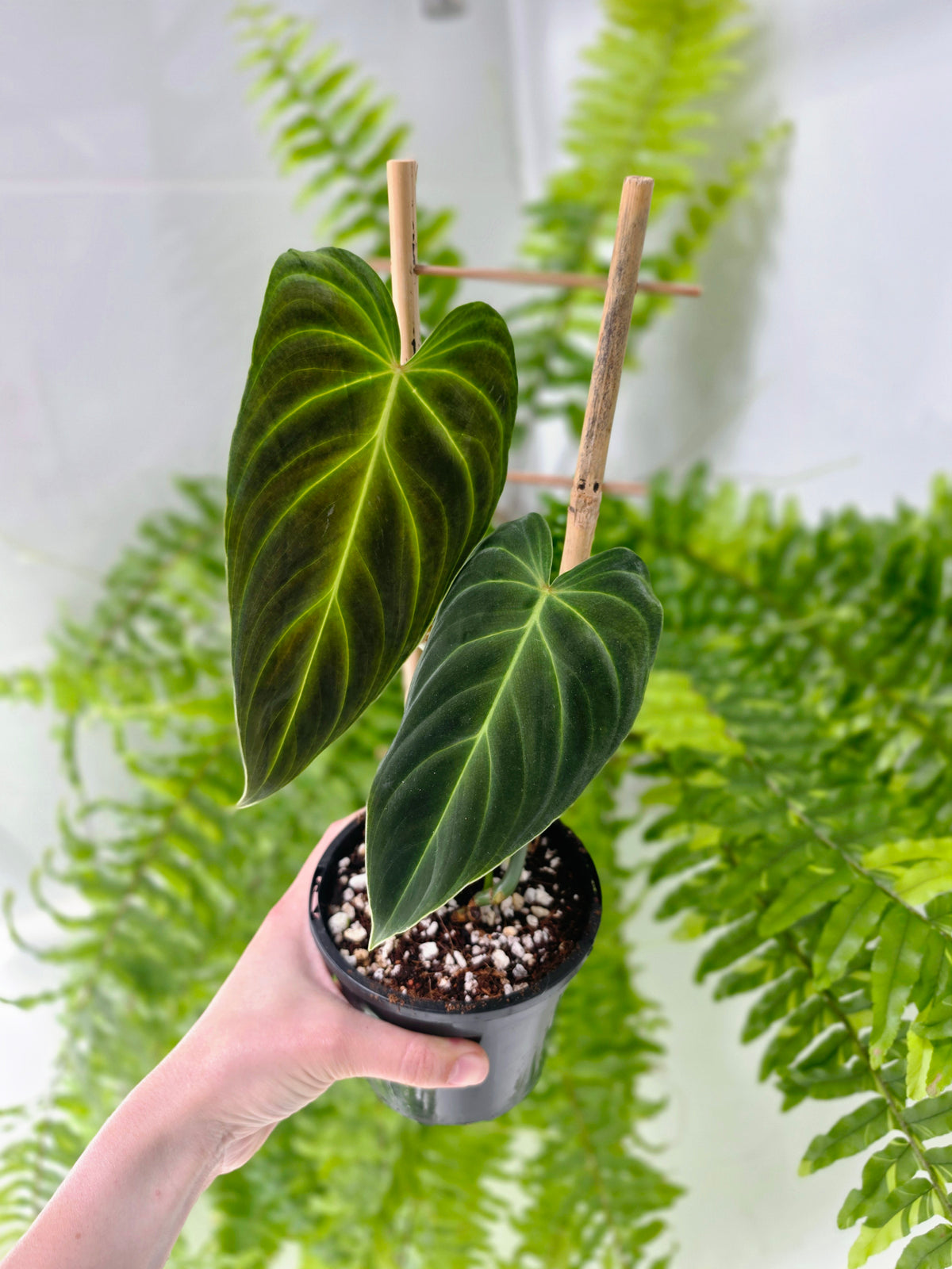 Philodendron 'Splendid' Ladder - 118mm