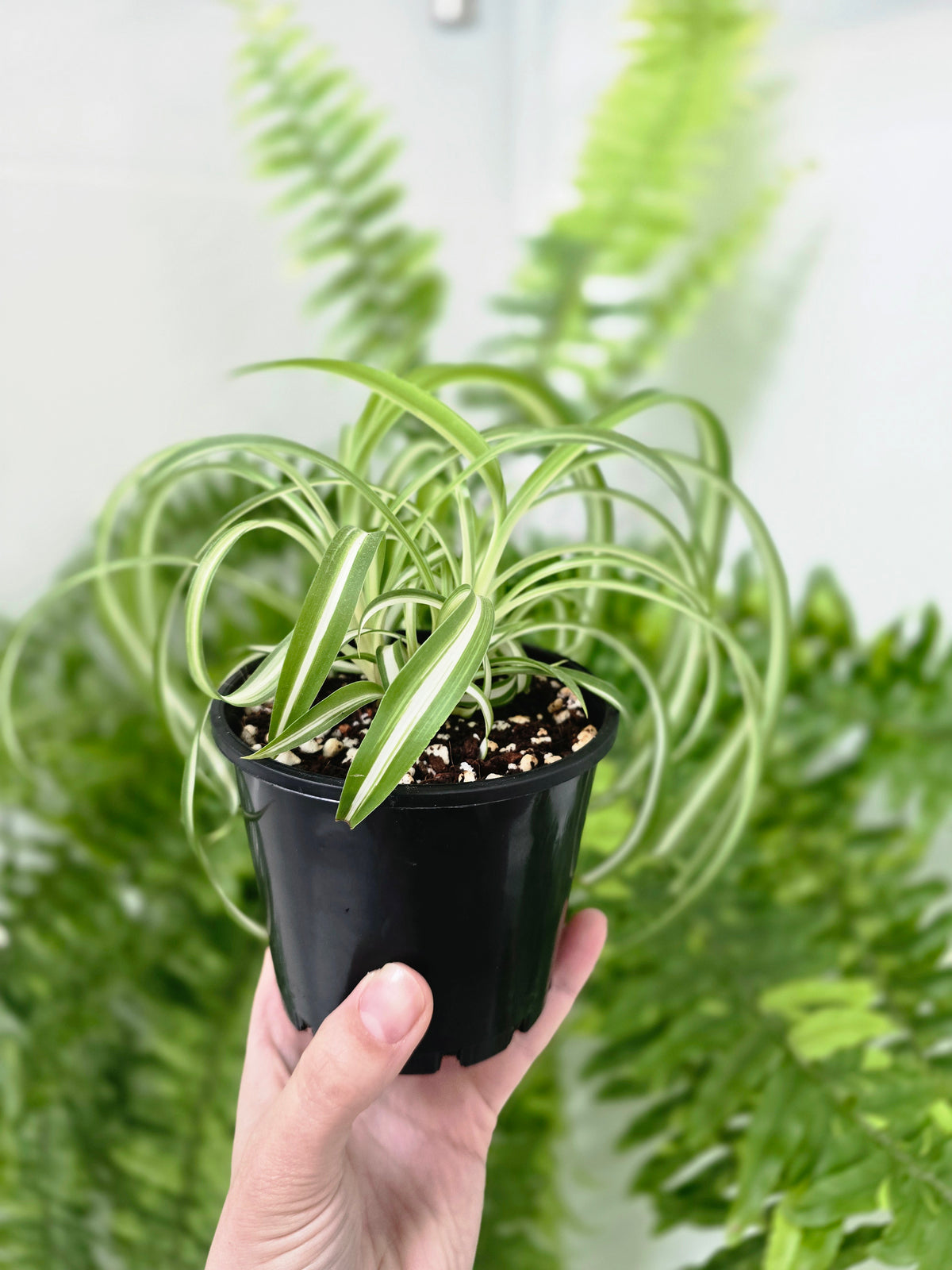 Chlorophytum comosum 'Bonnie' (Curly Spider Plant) - 100mm