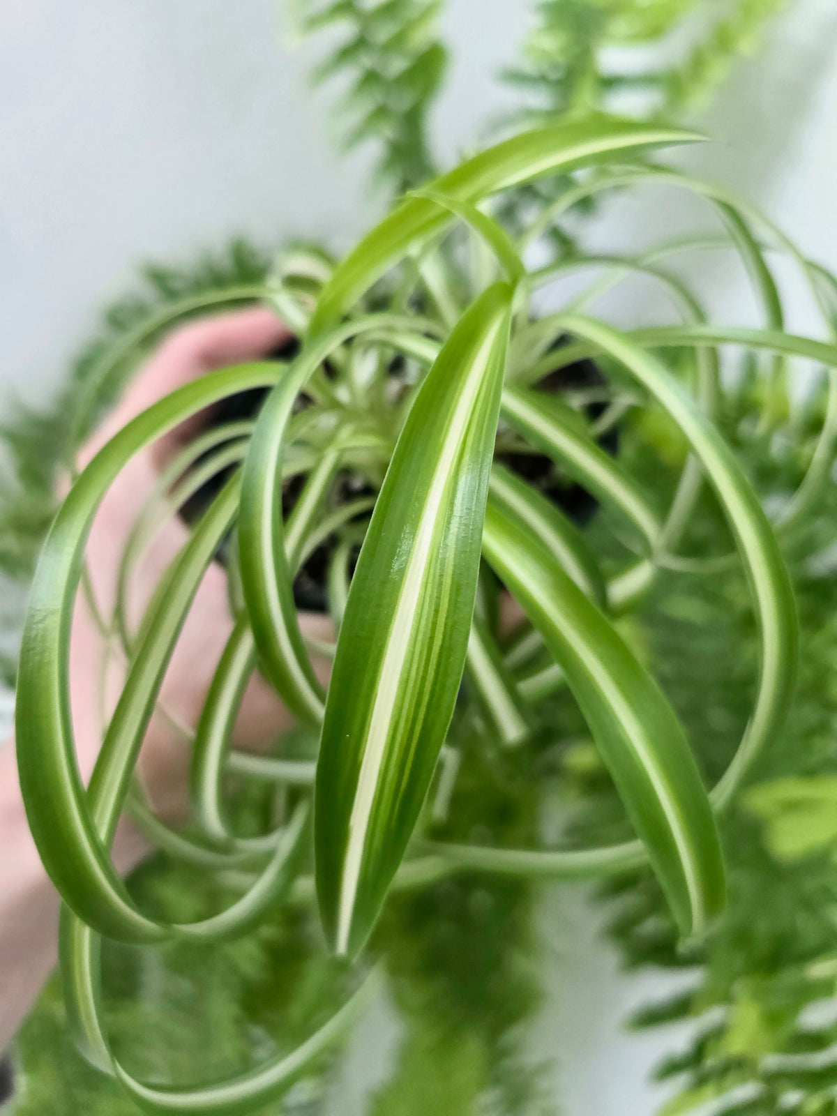 Chlorophytum comosum 'Bonnie' (Curly Spider Plant) - 100mm