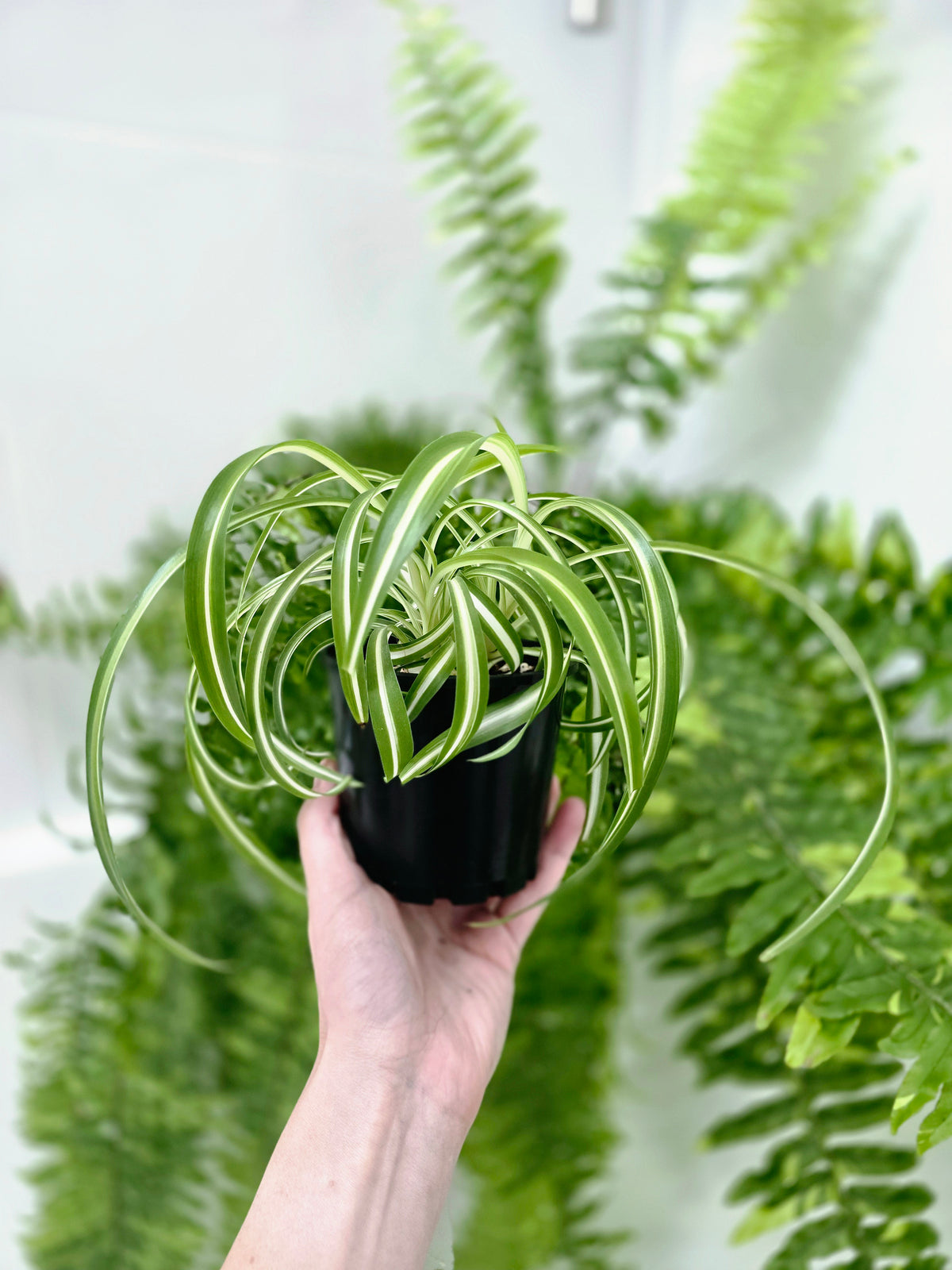Chlorophytum comosum 'Bonnie' (Curly Spider Plant) - 100mm