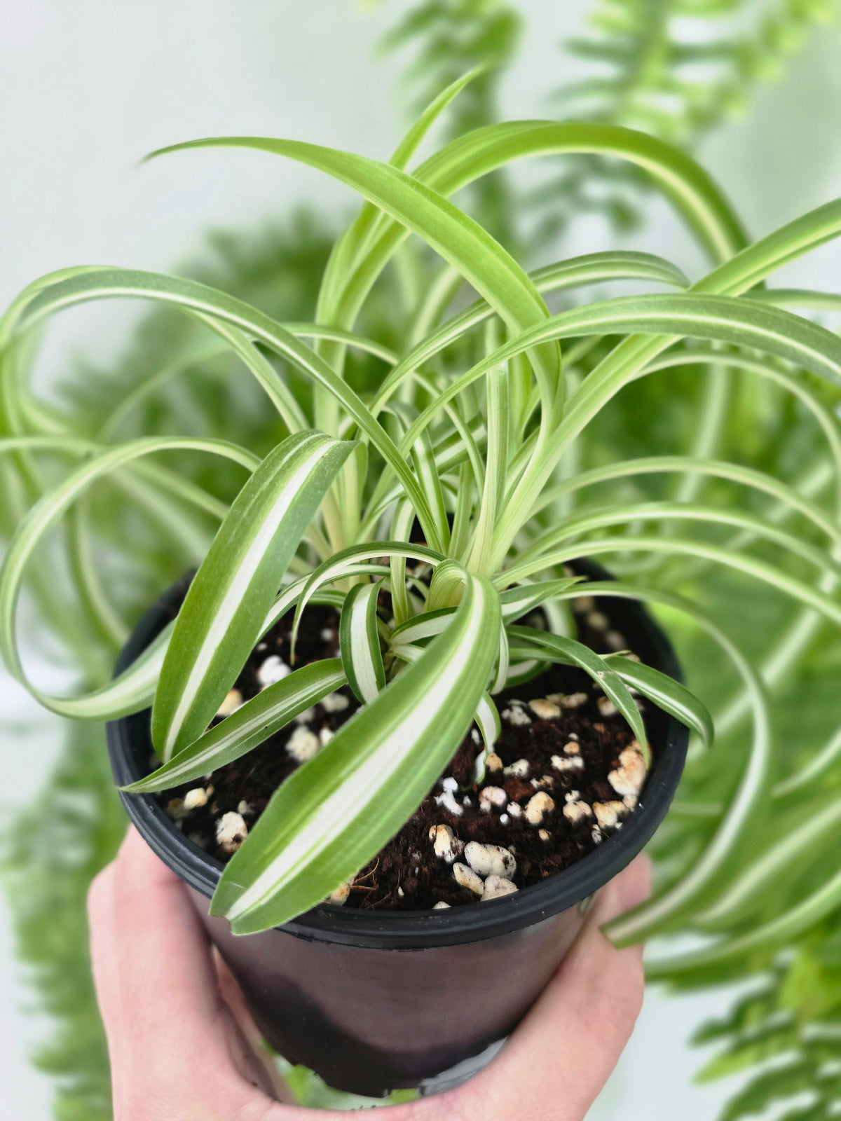 Chlorophytum comosum 'Bonnie' (Curly Spider Plant) - 100mm