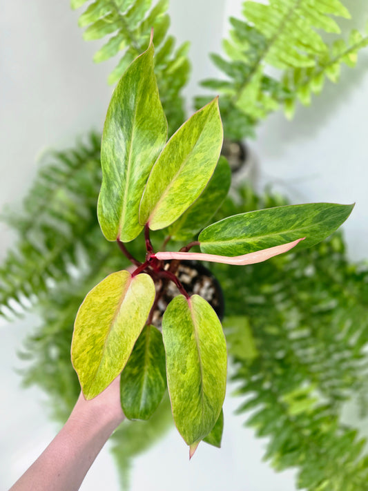 Philodendron erubescens 'Painted Lady' - 118mm