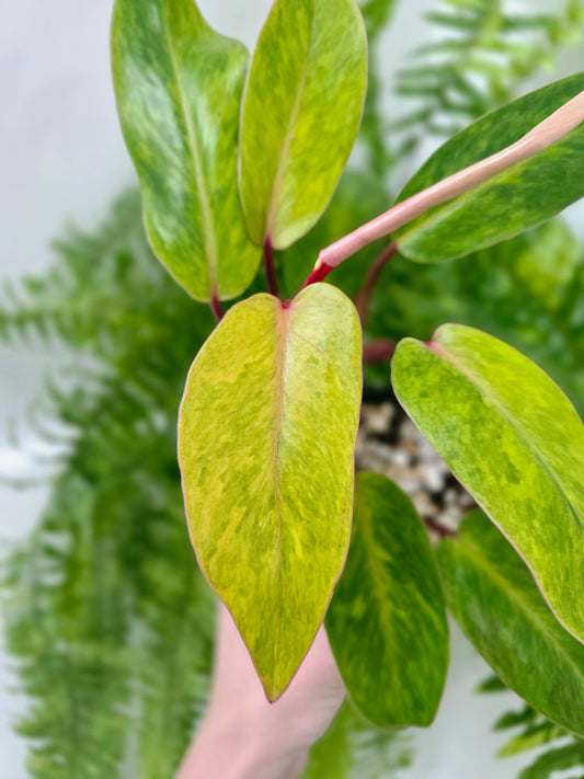 Philodendron erubescens 'Painted Lady' - 118mm