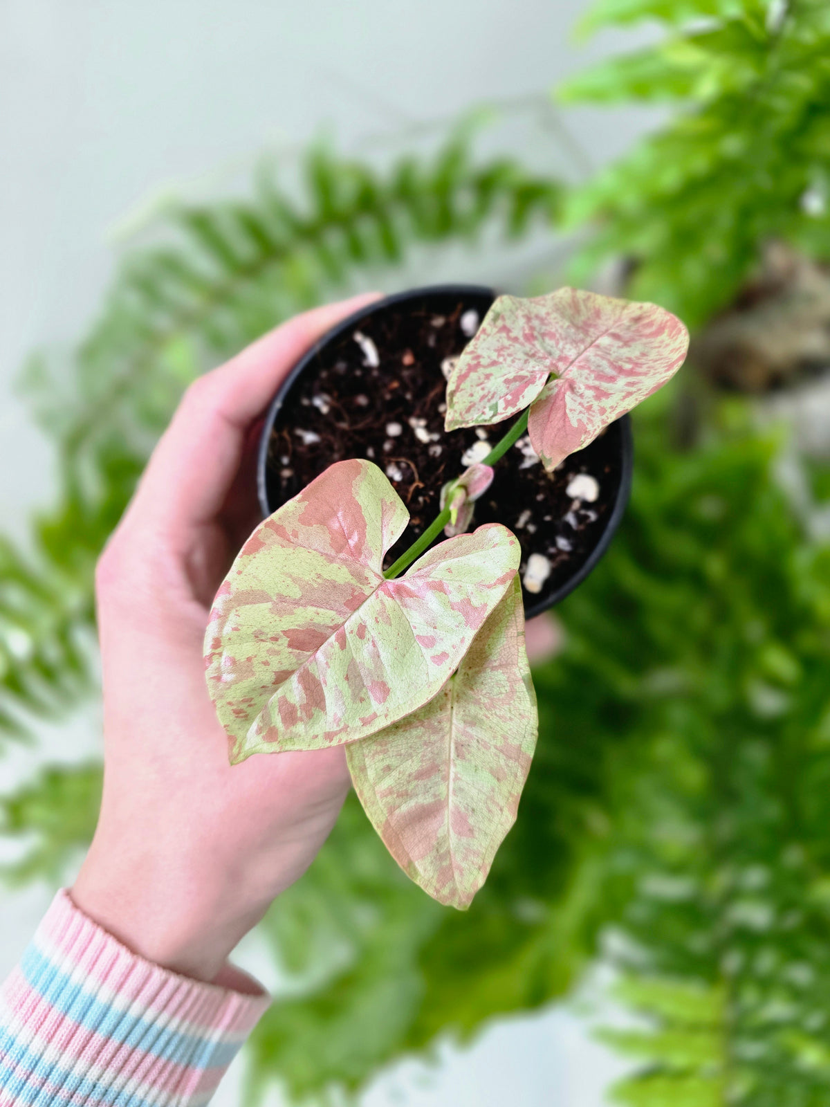 Syngonium podophyllum 'Milk Confetti' - 80mm