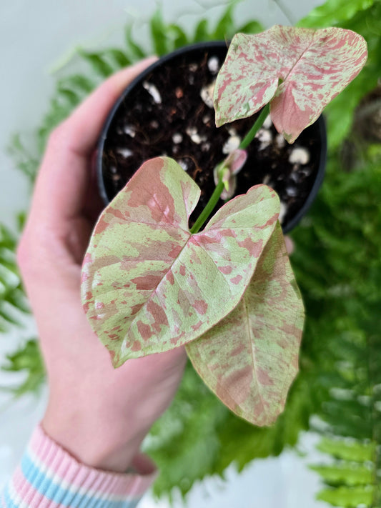 Syngonium podophyllum 'Milk Confetti' - 80mm